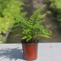 Microlepia strigosa Lace Fern 